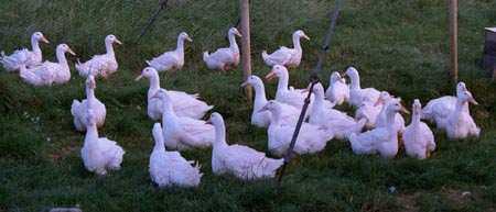 02aylesbury youngstock.jpg - 23962 Bytes